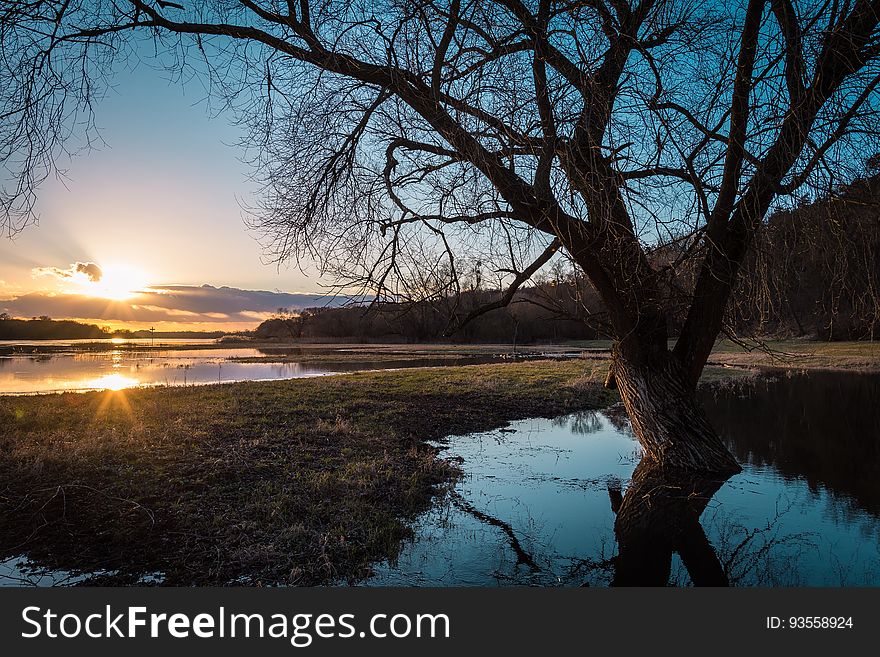 A leafless tree on a lake coast and the setting sun reflecting on the lake surface. A leafless tree on a lake coast and the setting sun reflecting on the lake surface.