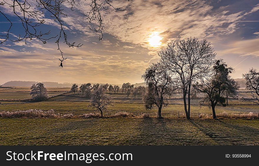 Scenic view of trees in countryside field at sunset. Scenic view of trees in countryside field at sunset.