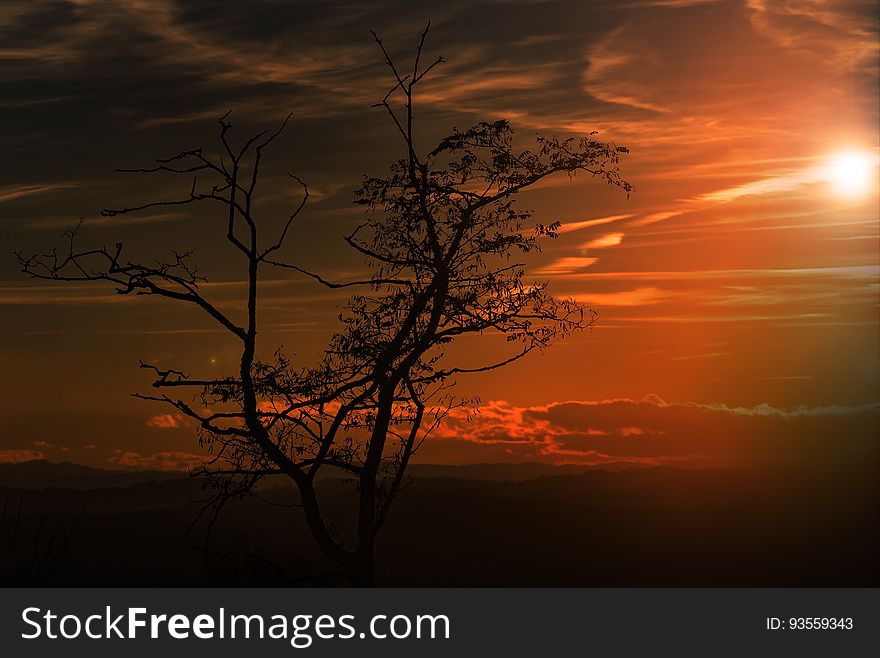A bare leafless tree in a dark landscape but bright orange glow in the sky. A bare leafless tree in a dark landscape but bright orange glow in the sky.
