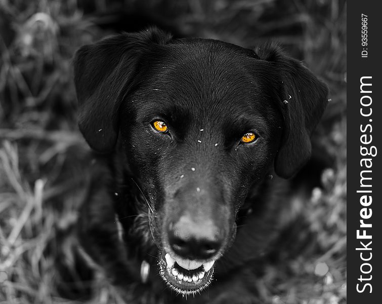 A portrait of a black Labrador outdoor. A portrait of a black Labrador outdoor.