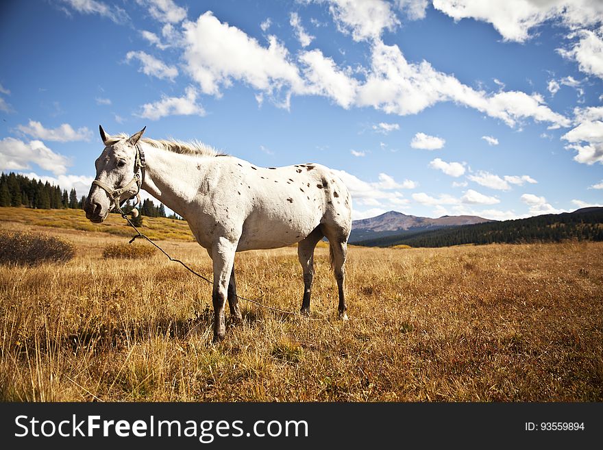 A white horse standing in a field. A white horse standing in a field.