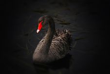 Free Beak, Black Swan, Water Bird, Bird Stock Photo - 93564230