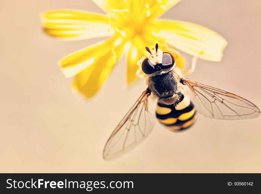 Wasp on a yellow flower