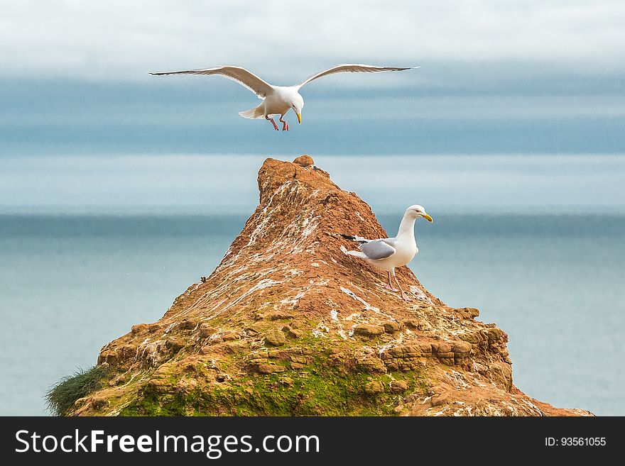 Seagull landing on islet