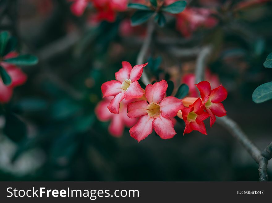 Red and pink flowers blooming on branch. Red and pink flowers blooming on branch.