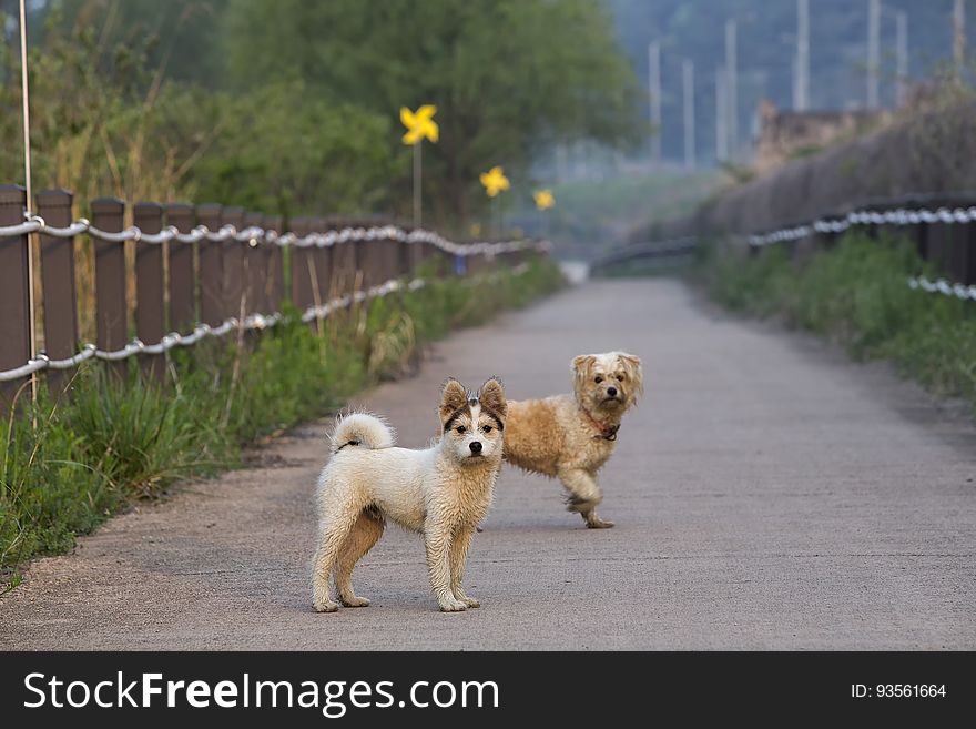 Pair of domestic dogs standing on walking path through grassland on sunny day. Pair of domestic dogs standing on walking path through grassland on sunny day.