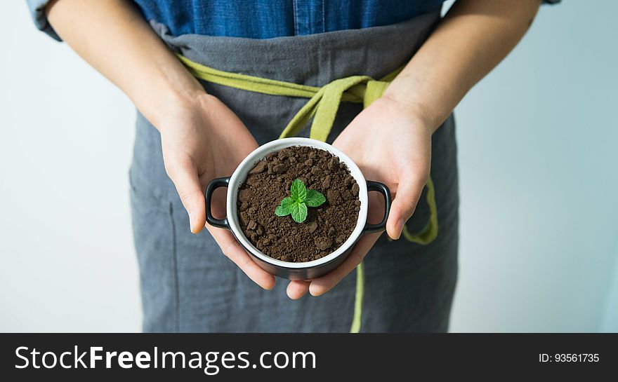 Hands holding small white pot with seedling in dirt. Hands holding small white pot with seedling in dirt.