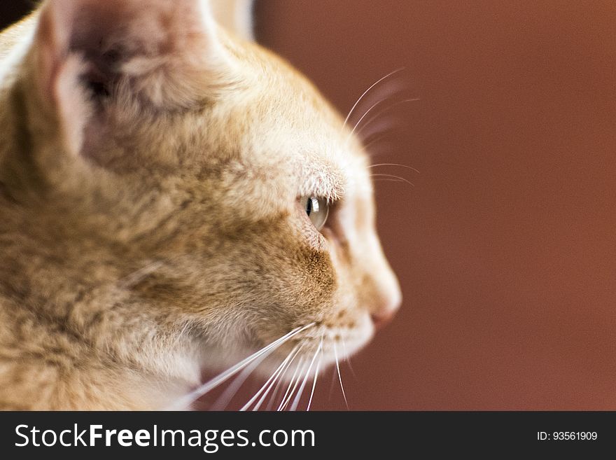 A close up of a ginger tabby cat. A close up of a ginger tabby cat.