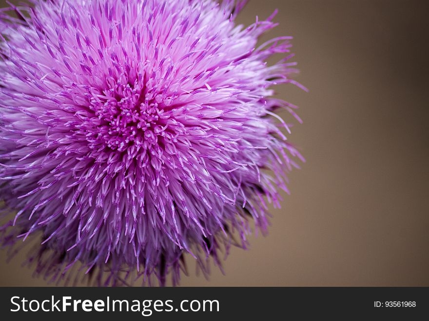 A close up of a flowering decorative onion blossom. A close up of a flowering decorative onion blossom.