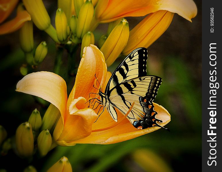 Black and White Butterfly Perch on Yellow Petaled Flower