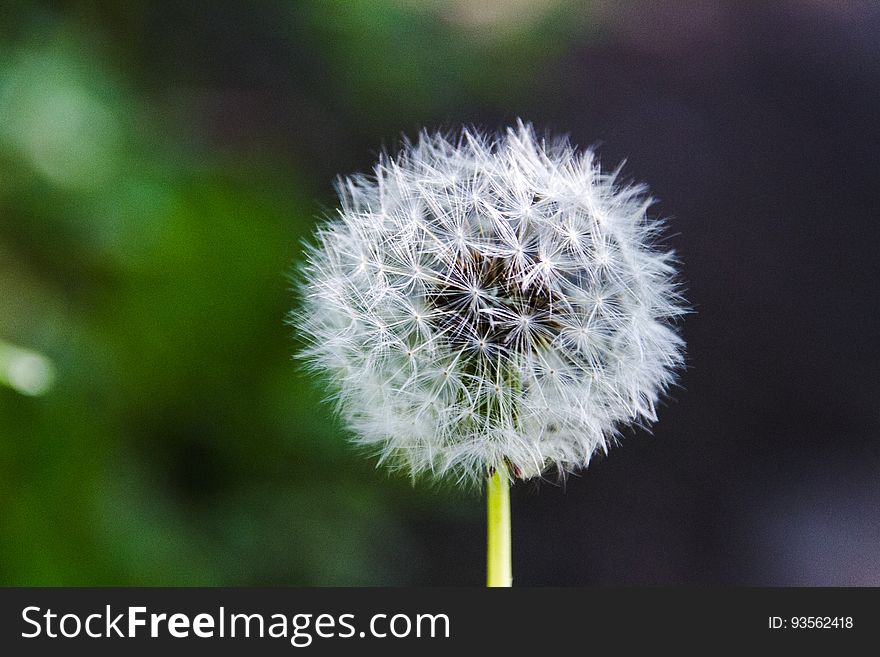 Closeup of a dandelion gone to seed.