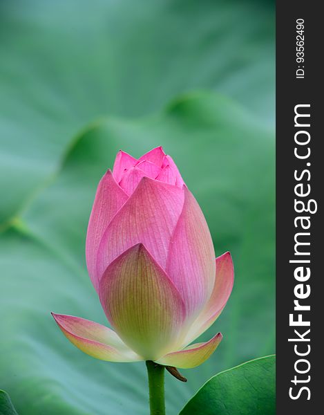 A pink lotus bud waiting to bloom.