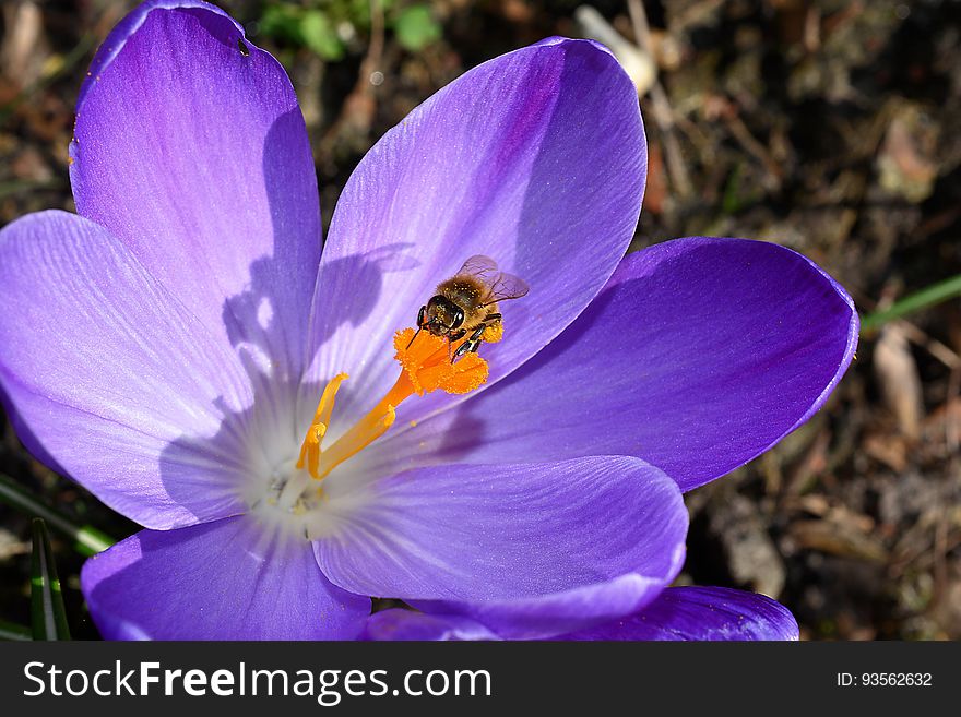 Bee on Purple Petaled Flower