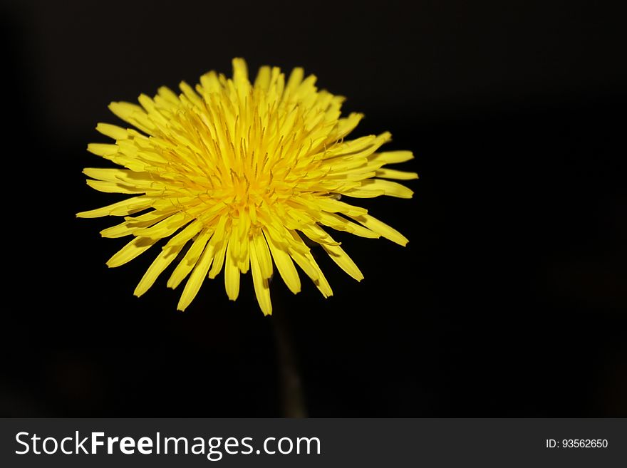 Close Photography of Yellow Aster