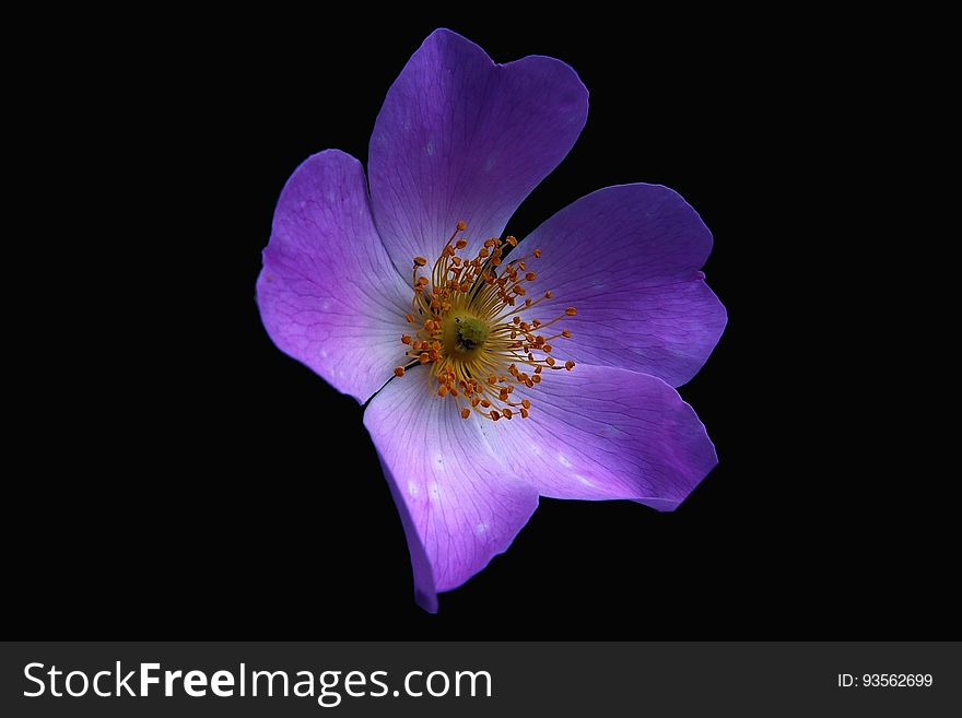 Purple And White 5 Petaled Florwer