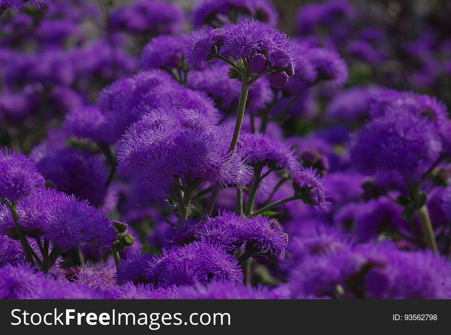 Purple Flower In Focus Photography