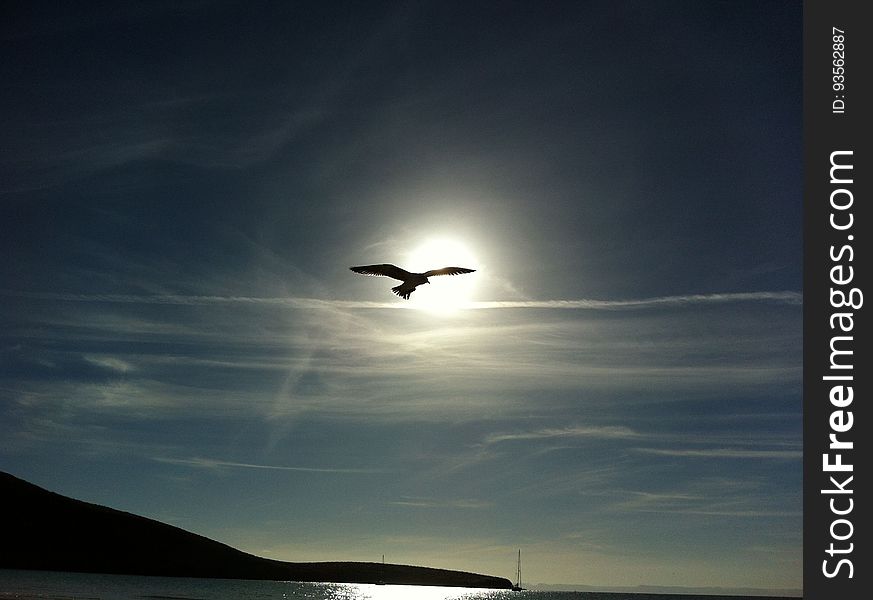 Bird Flying In The Middle On The Air Under Clear Blue Sky During Daytime