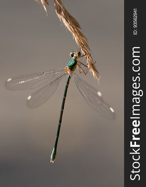 Green and Brown Dragon Fly on Wheat Plant