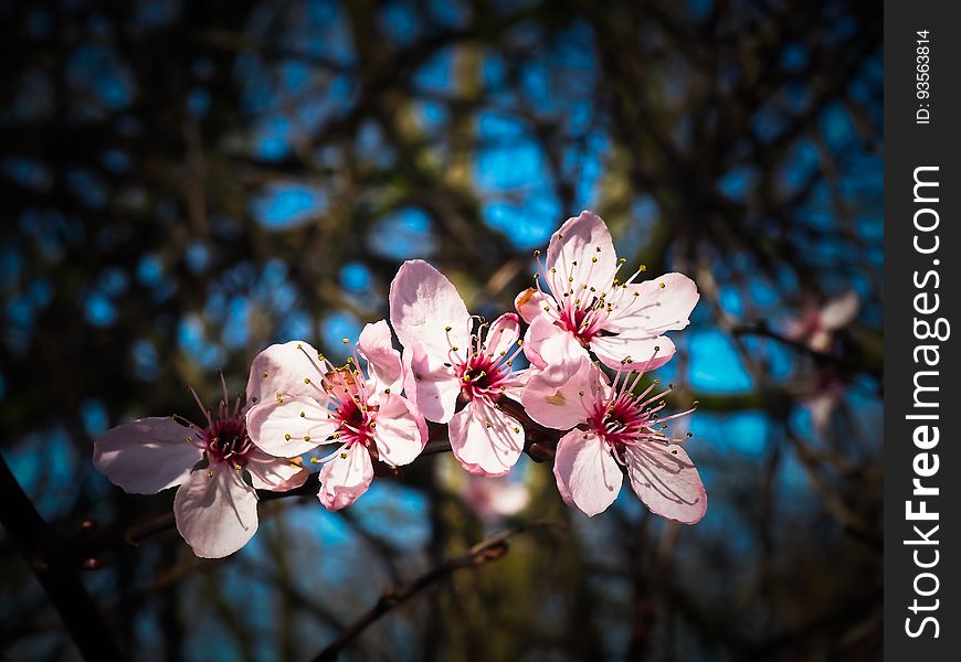 Blossom, Flower, Pink, Spring