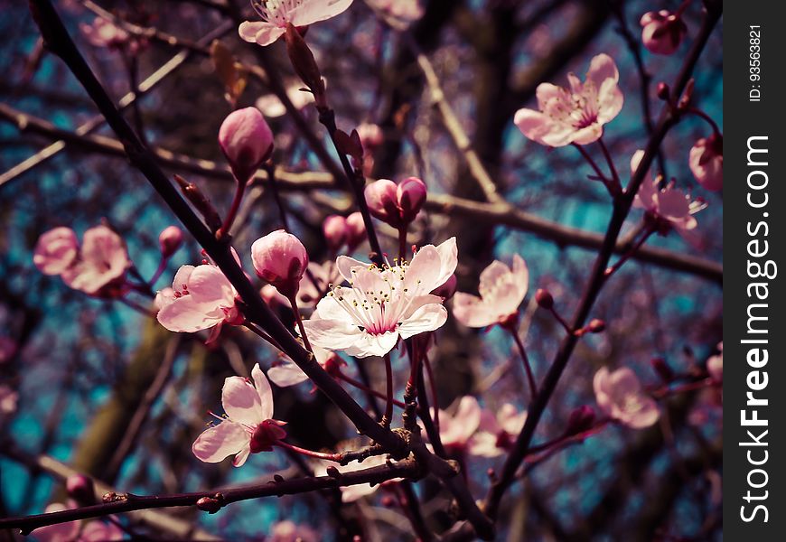 Blossom, Plant, Pink, Branch