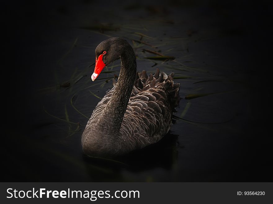 Beak, Black Swan, Water Bird, Bird