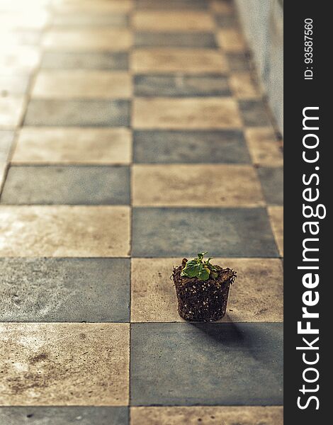 Green shoot on root ball on dirt blue and white checkered floor. Green shoot on root ball on dirt blue and white checkered floor