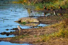 Crocodile (Crocodilia) Stock Photos Crocodile (Crocodilia) Stock Photos
