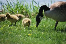 Goose And Goslings Royalty Free Stock Photos Goose And Goslings Royalty Free Stock Photos