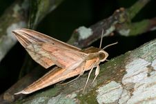 Moth Royalty Free Stock Photo