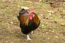 Wild Rooster With Orange Feathers Royalty Free Stock Photo