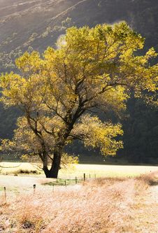 Backlit Autumn Tree Royalty Free Stock Images