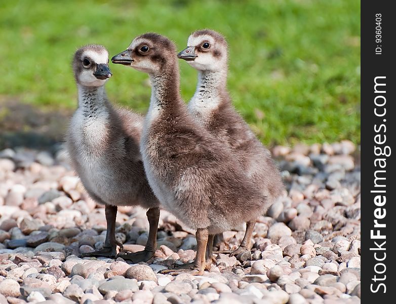 Young Geese at Martin Mere
