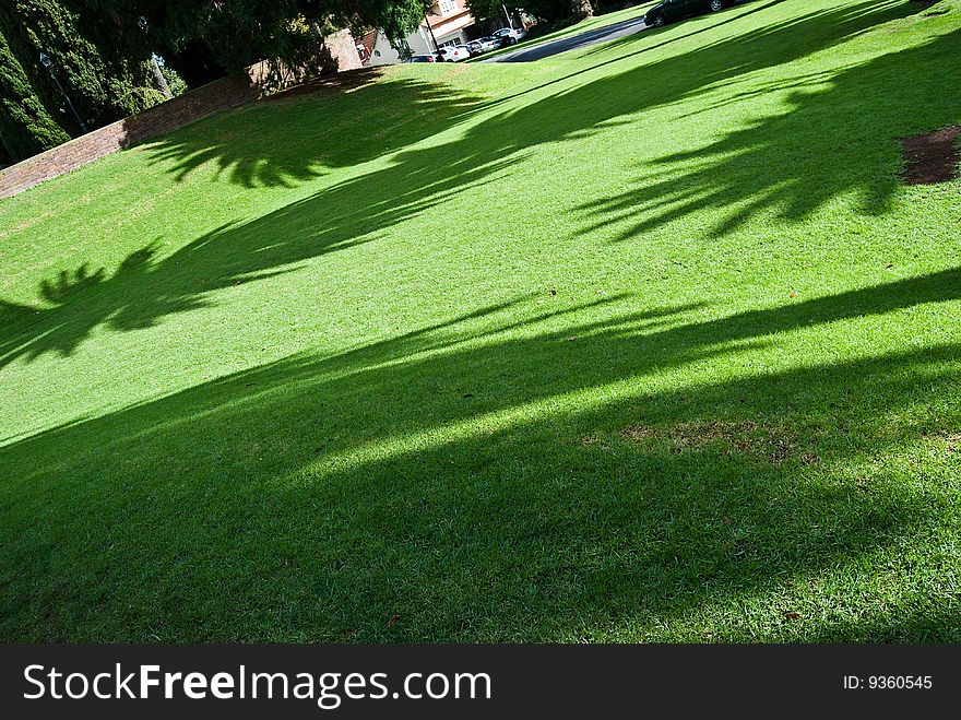 Shadows of palm trees in the park. Shadows of palm trees in the park