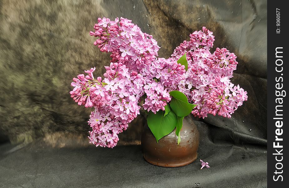 Still-life with a lilac, beautiful spring flower in Lithuania