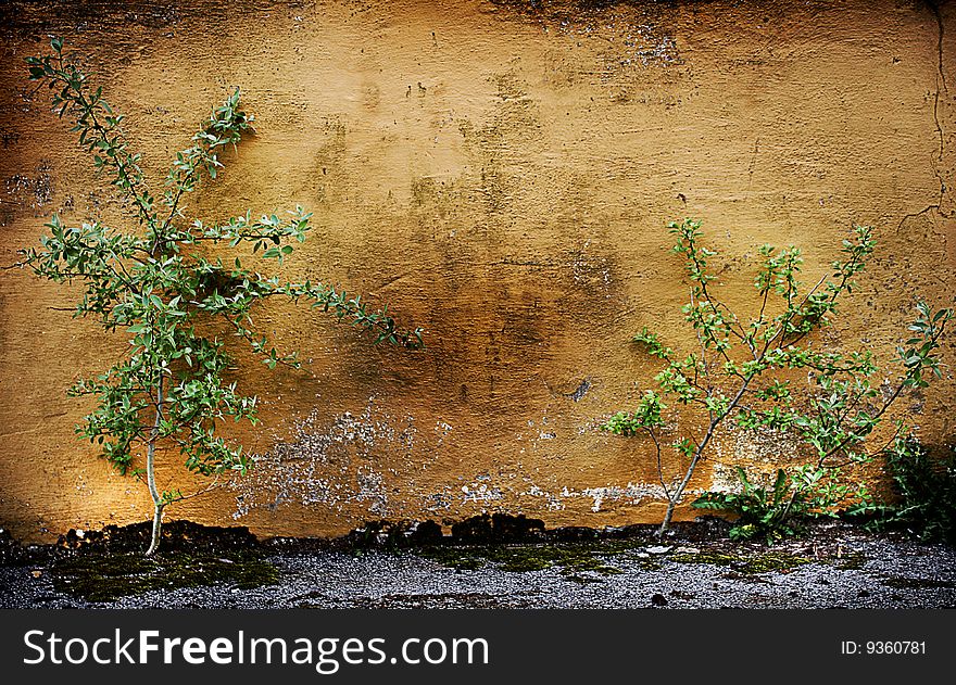 Growing plants against a decaying wall. Growing plants against a decaying wall.