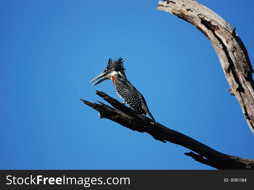 The Giant Kingfisher (Megaceryle maxima) is the largest kingfisher in Africa, where it is a resident breeding bird over most of the continent south of the Sahara Desert other than the arid southwest (South Africa).