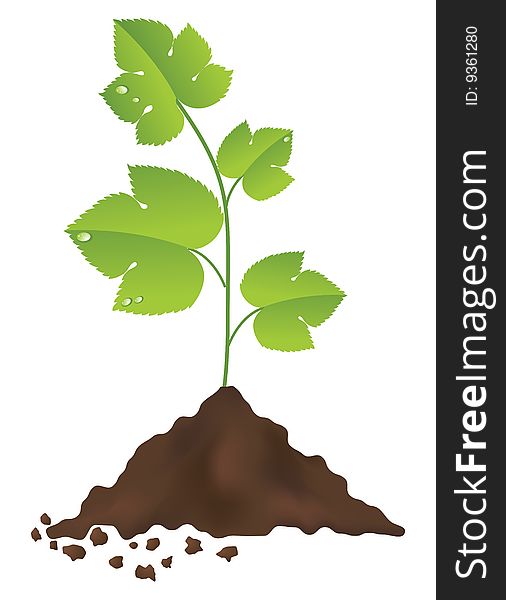 Green plant isolated on a white background. Vector illustration.