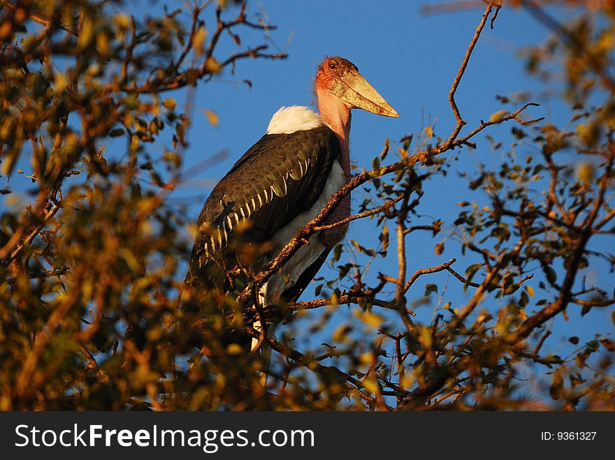 The Marabou Stork (Leptoptilos crumeniferus) is a large wading bird in the stork family Ciconiidae. It is sometimes called the undertaker bird, due to its shape from behind: cloak-like wings and back, skinny white legs, and sometimes, a large white mass of hair.