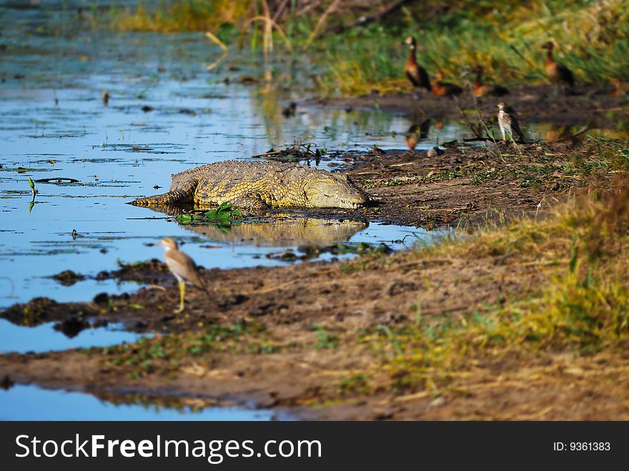 The Nile crocodile is the largest crocodilian in Africa and is sometimes regarded as the second largest crocodilian after the Saltwater crocodile (South Africa). The Nile crocodile is the largest crocodilian in Africa and is sometimes regarded as the second largest crocodilian after the Saltwater crocodile (South Africa)