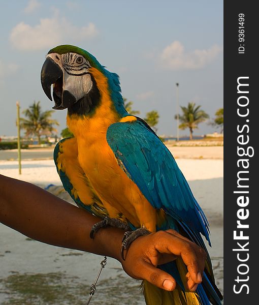 Colorful big parrot sitting on the man's hand and having coversations with the people passing by. Colorful big parrot sitting on the man's hand and having coversations with the people passing by.