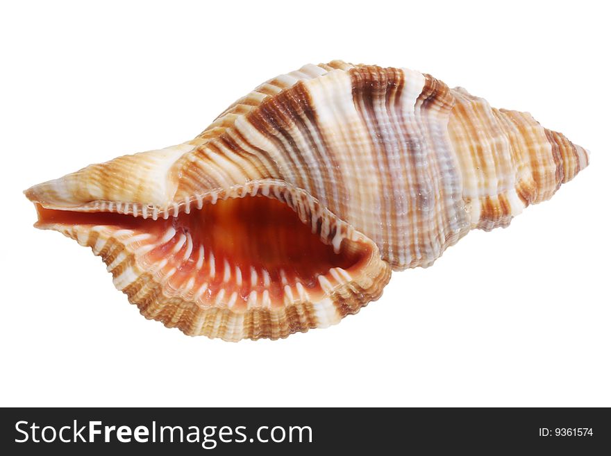 Shell on a white background