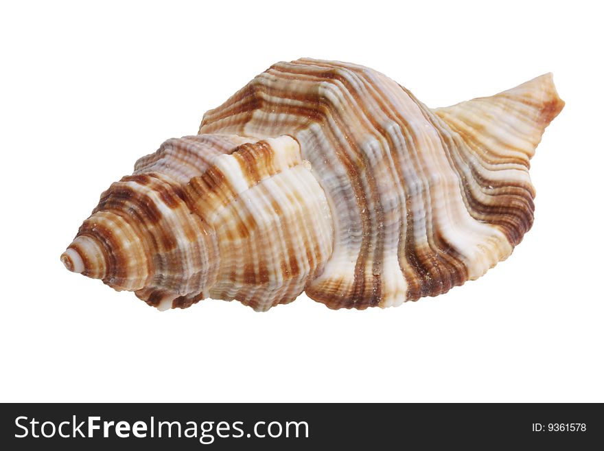 Shell