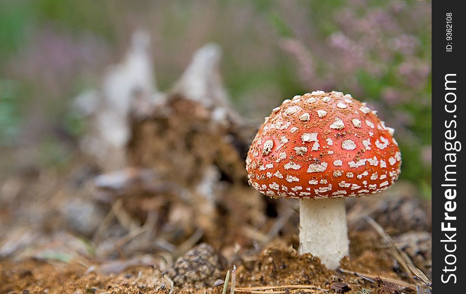 Fly-agaric on pink and green