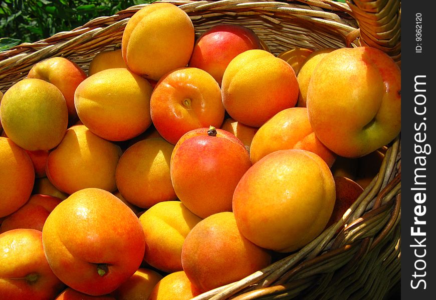 Fruits bright orange an apricot in basket covered by sun