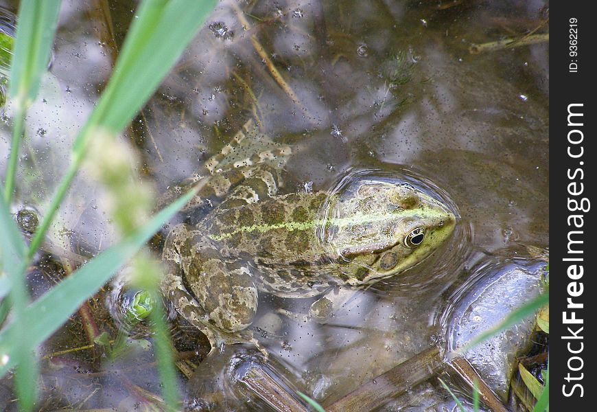 The frog in the river