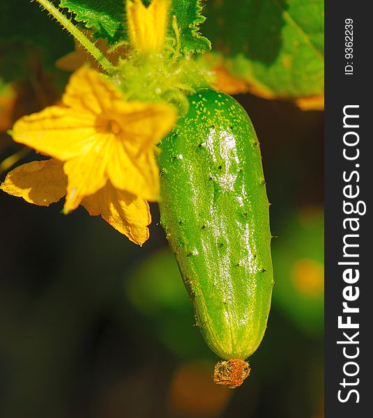 Yellow flowers and green cucumber on  background of  garden