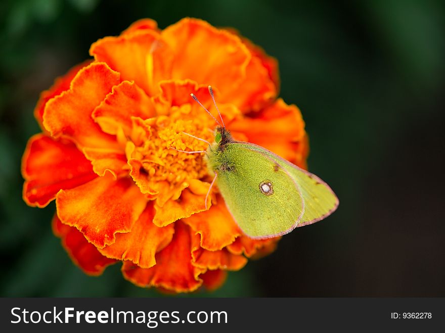 Beautiful bright butterfly sits on an orange flower in  garden