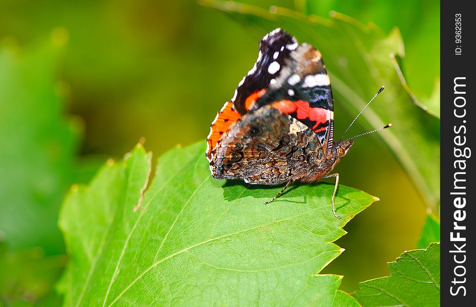 Beautiful bright butterfly sits on green foliage of grapes in garden