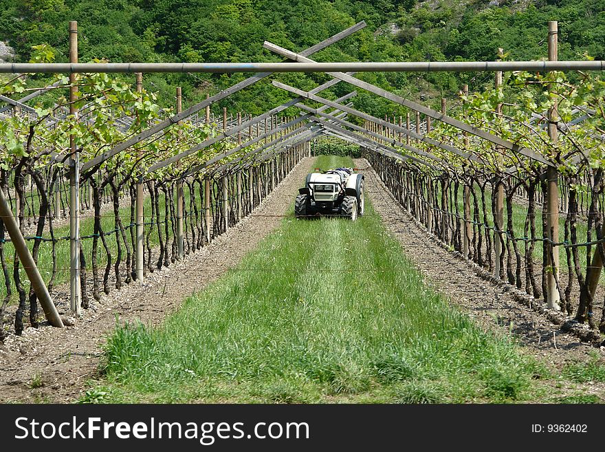 Tractor In The Wineyard