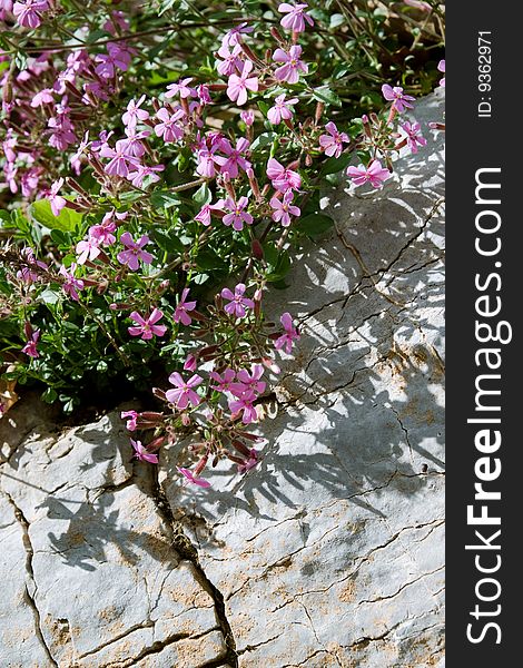 Image of pink wild flowers growing over a rock.